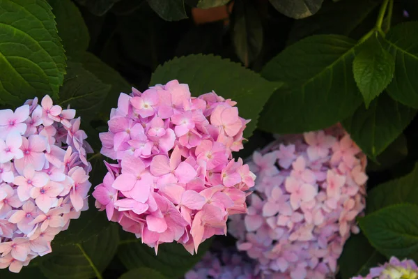 Flores Hortensias Rosa Púrpura Crece Concepto Belleza Tarjeta Felicitación Ternura — Foto de Stock