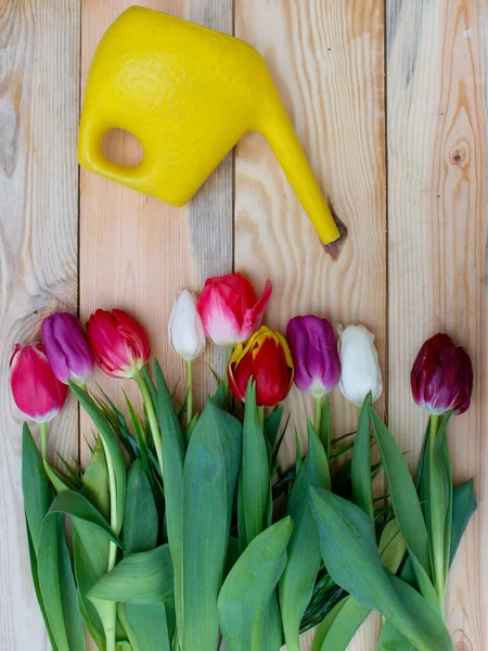 Tulipány Lehkém Dřevěném Podkladu Jsou Zavlažovány Žluté Nádoby Zavlažování Tulipán — Stock fotografie