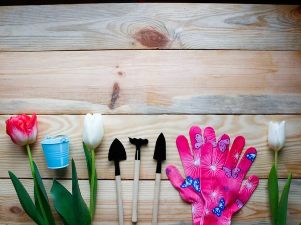 暗い木製の基材 ガーデンツール上の多色チューリップ 地面で仕事 花のケア 母の日の挨拶カード3月8日誕生日 春の庭師日記 — ストック写真