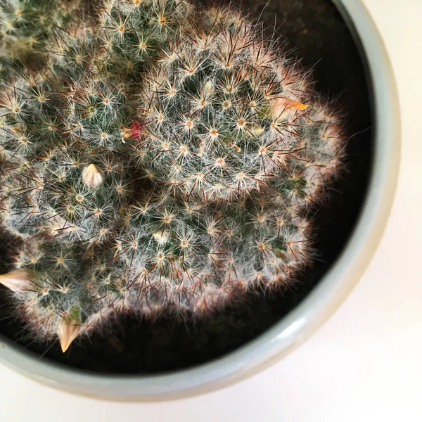 Kaktus Zimmerpflanze Auf Weißem Hintergrund Pflegt Sukkulenten — Stockfoto