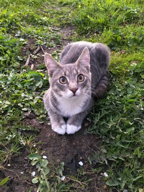 Genç gri bir kedi yeşil çimlerin üzerinde oturuyor. Doğadaki hayvanlar. Kedi bakımı ve yürüyüş.