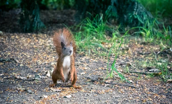 棕色蓬松松鼠 — 图库照片