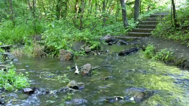 Лесной ручей, к которому спускается лестница — стоковое видео