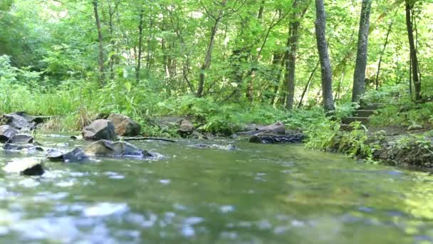 빠른 흐르는 물 숲 스트림 — 비디오