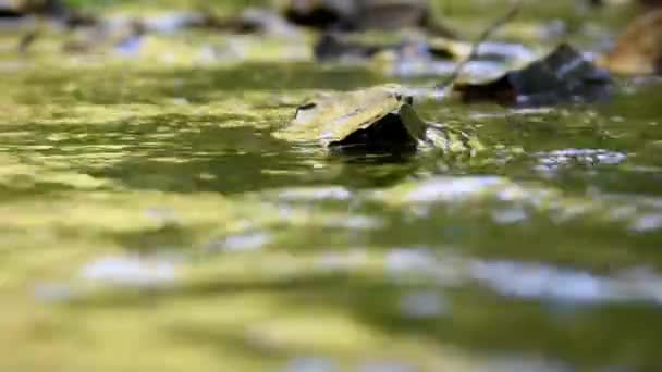 Agua que fluye en el arroyo del bosque — Vídeos de Stock