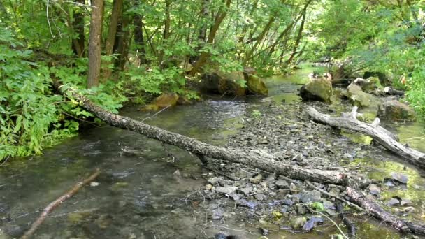 Paysage forestier avec un petit ruisseau et des arbres tombés 
