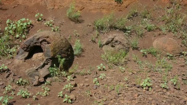 Trois éducation est en forme comme un œuf de dinosaure ont été trouvés près du village de Wet Olhovka Kotovo District, Région de Volgograd, Russie — Video