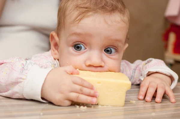 El bebé se come el gran pedazo de queso. — Foto de Stock
