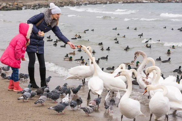 Nourriture familiale cygnes blancs sur la côte de la mer en hiver — Photo