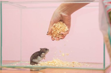 O bir hamster içeren akvaryum talaş değiştirir