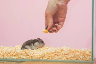 O peynir, yakın çekim hamster beslemek