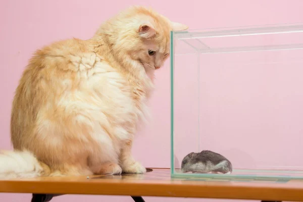 Kočka se dívá na akvárium křečka — Stock fotografie