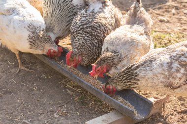 Ev yapımı tavuk etlik yemek yiyecek