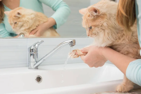 Una chica lava la pata de un gato bajo un chorro de agua de una batidora de lavabo en el baño — Foto de Stock