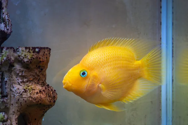 Red Parrot Cichlid Aquarium Fish at Freshwater Aquarium — 스톡 사진