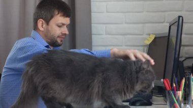 Gri evcil bir kedi, serbest çalışan ve çalışan bir adamın masasına atladı.