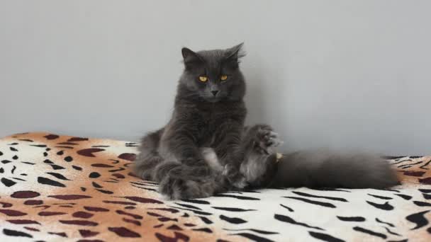 Gato Fofo Cinza Escuro Engraçado Sentado Cama Menina Veio Começou — Vídeo de Stock