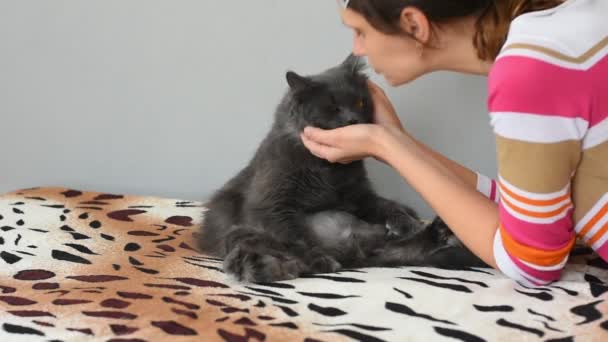 Dark Gray Fluffy Cat Bites His Mistress Who Strokes Him — Stock Video