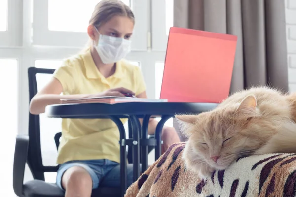 Yatakta Bir Kedi Yatıyor Arka Planda Bir Kız Ödevini Yapıyor — Stok fotoğraf