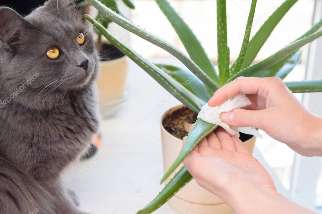A cat watches a girl caring for domestic plants