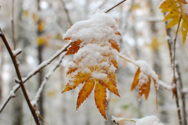 Sokakta sonbahar yaprakları
