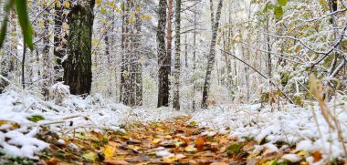 Sokakta sonbahar yaprakları