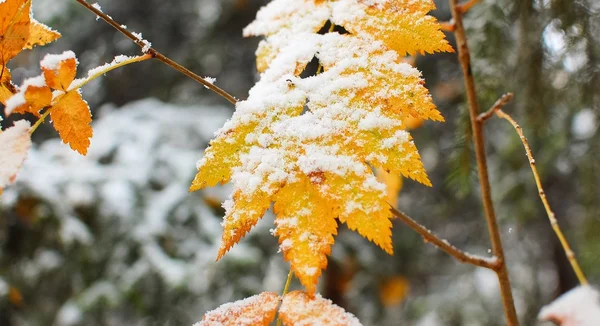 Sokakta sonbahar yaprakları