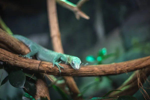 Reptile vert bleu sur la branche aquarium animal zoo accueil mignon lézard tête langue yeux regarder marcher exotique espèces rares — Photo