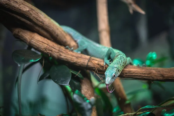 Reptil grün blau auf Zweig Aquarium pet zoo home niedlich Eidechsenkopf Zunge Augen schauen Spaziergang exotische seltene Arten — Stockfoto