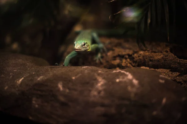 Réptil verde azul no ramo aquário pet zoológico casa bonito lagarto cabeça língua olhos olhar andar exótico espécies raras marrom escuro amarelo — Fotografia de Stock