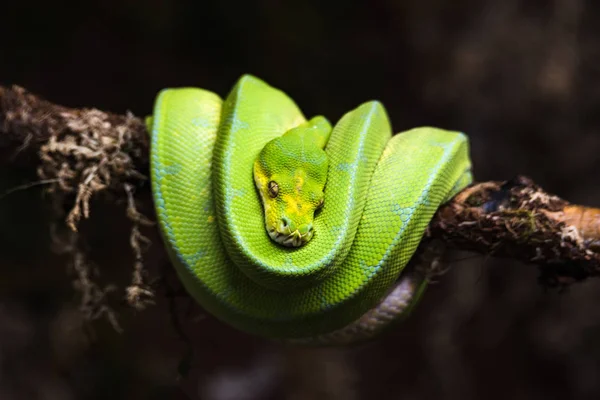 Reptile green blue on branch aquarium pet zoo home snake posion small head tongue eyes look walk exotic species — Stock Photo, Image