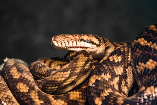 Reptile green blue on branch aquarium pet zoo home snake posion small head tongue eyes look walk exotic species — Stock Photo, Image