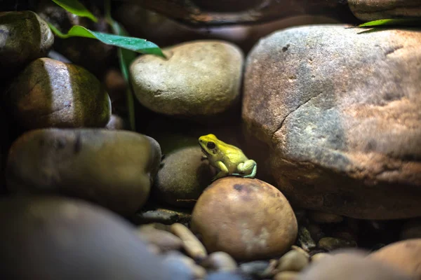 Küçük kurbağa sarısı yeşil makro taşlar akvaryum sürüngen kafası ısı izolasyonu — Stok fotoğraf