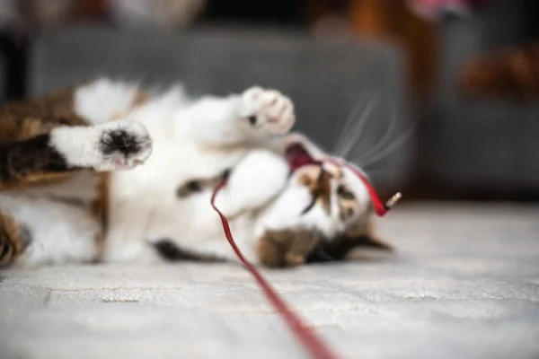 Кот лежит на ковре играть милые глаза пушистый дом белый игривый радостный семейный дом — стоковое фото