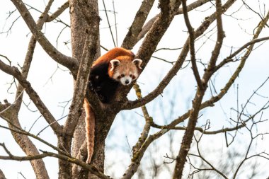 Yazı kontrast beyaz arka plan kış ormanı için ağacın yüksek bir dalında asılı Red Panda veya Lesser Panda