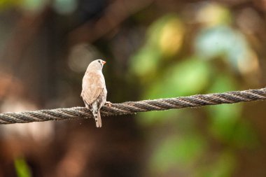 Leylek gagalı Kingfisher Hayvanat bahçesi dalına tünemiş güzel bir kuş.