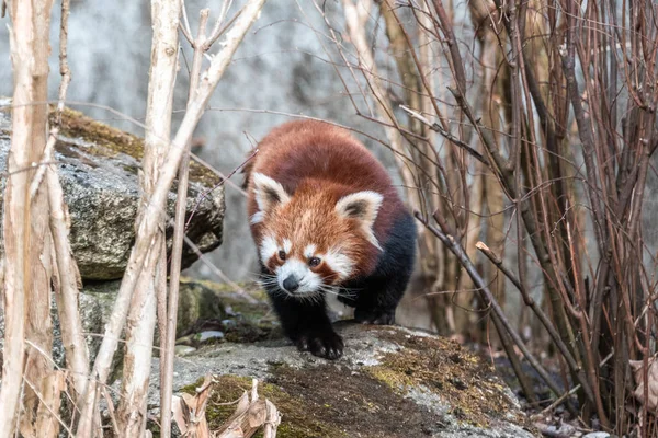 Red panda walking in the forest natural branches path animal — Stock Photo, Image
