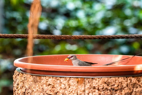 Stork-fakturerade Kingfisher Vacker fågel sittande på grenen zoo münchen matare äta frukt — Stockfoto