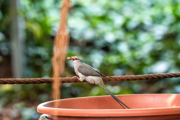 Stork-fakturerade Kingfisher Vacker fågel sittande på grenen zoo münchen matare äta frukt — Stockfoto