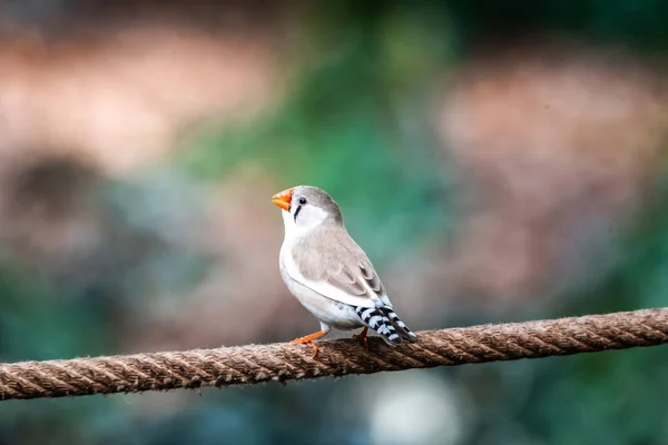 Leylek gagalı Kingfisher Hayvanat bahçesi dalına tünemiş güzel bir kuş. — Stok fotoğraf