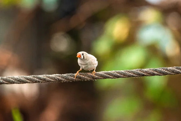 Burung Kingfisher yang ditagih Bangau burung yang indah bertengger di kebun binatang cabang pemakan munich makan buah — Stok Foto