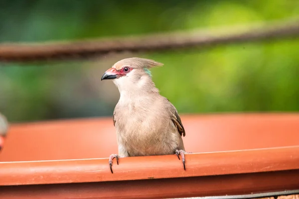 Burung Kingfisher yang ditagih Bangau burung yang indah bertengger di kebun binatang cabang pemakan munich makan buah — Stok Foto