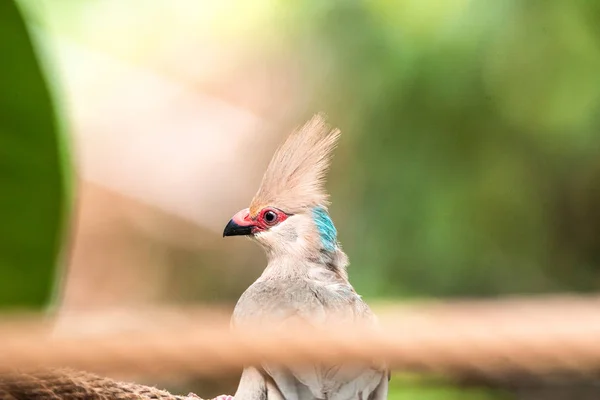 Аистоклювый Kingfisher Красивая птица сидит на ветке зоопарка munich кормушка есть фрукты — стоковое фото