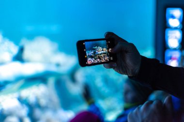 Akvaryum kalabalığındaki balina köpekbalığı fotoğraf çekiniyor.