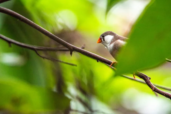 Burung Kingfisher yang ditagih Bangau burung yang indah bertengger di kebun binatang cabang pemakan munich makan buah — Stok Foto