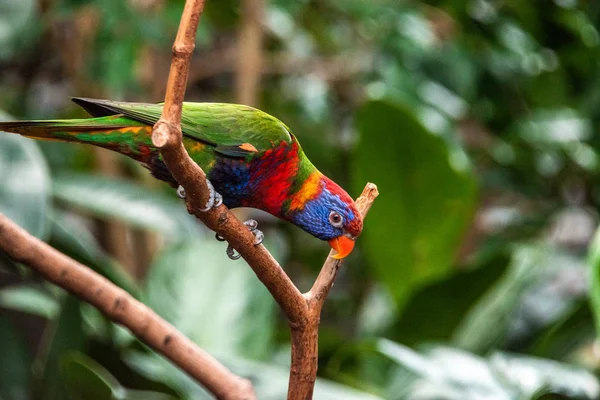 Röd ara i fågelbur papegoja grön fjäder balans ben mat äta frukt natur — Stockfoto
