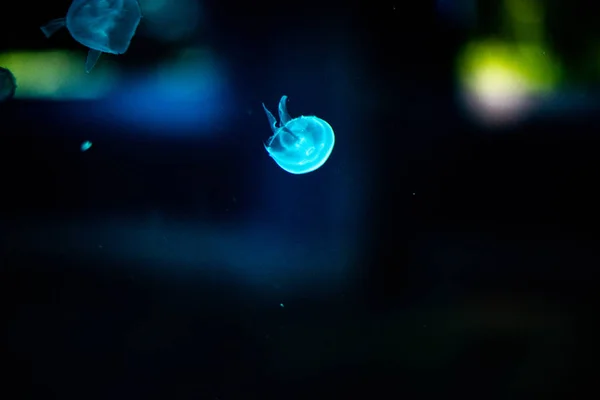 Hermosas medusas blancas en el agua sobre fondo azul en el acuario — Foto de Stock