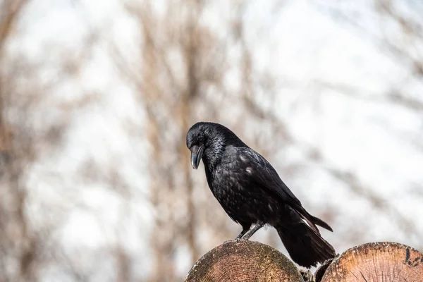 Raven duduk di cabang burung gagak gelap bokehh fokus tajam kedalaman hutan ruang untuk teks — Stok Foto