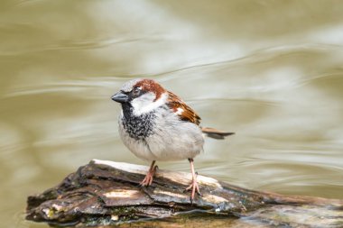 Ağaç dallarındaki gizli serçeler bokeh yaz kuşlarına odaklanıyor. Uçan küçük, şirin, kahverengi, altın sarısı şehir kuşlarına.
