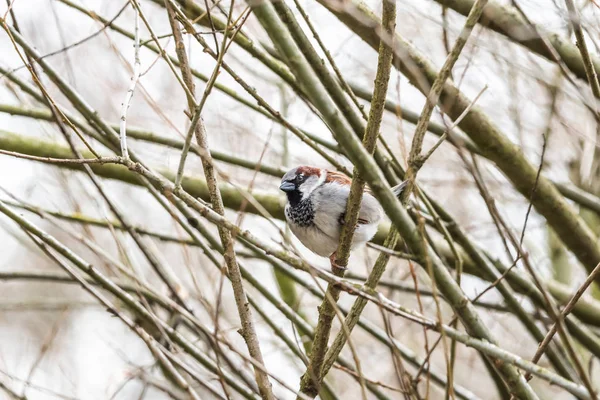 Pardal escondido em ramos de árvores foco bokeh verão primavera pássaro voando cidade comum urbano bonito pequeno marrom dourado — Fotografia de Stock